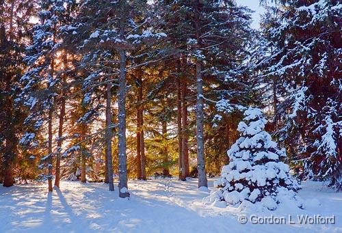 Arboretum Trees In Snow_11904.jpg - Photographed at Ottawa, Ontario - the capital of Canada.